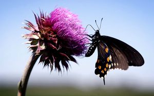 Preview wallpaper butterfly, insect, fly, flower, plant