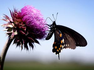 Preview wallpaper butterfly, insect, fly, flower, plant