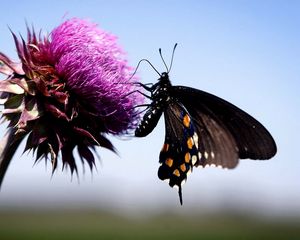 Preview wallpaper butterfly, insect, fly, flower, plant