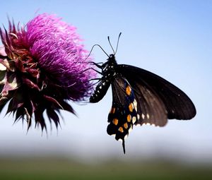 Preview wallpaper butterfly, insect, fly, flower, plant