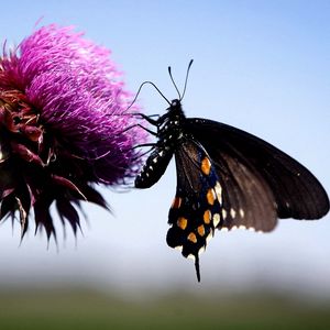 Preview wallpaper butterfly, insect, fly, flower, plant