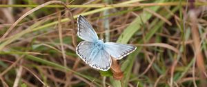 Preview wallpaper butterfly, insect, grass, leaves, macro