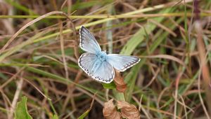 Preview wallpaper butterfly, insect, grass, leaves, macro