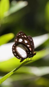 Preview wallpaper butterfly, insect, grass, macro