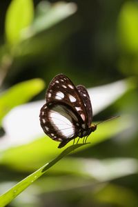 Preview wallpaper butterfly, insect, grass, macro