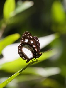 Preview wallpaper butterfly, insect, grass, macro