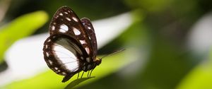 Preview wallpaper butterfly, insect, grass, macro