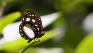 Preview wallpaper butterfly, insect, grass, macro