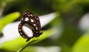 Preview wallpaper butterfly, insect, grass, macro