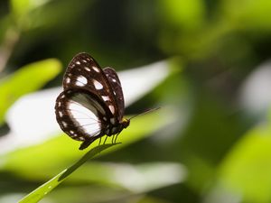 Preview wallpaper butterfly, insect, grass, macro