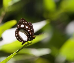 Preview wallpaper butterfly, insect, grass, macro