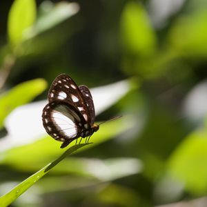 Preview wallpaper butterfly, insect, grass, macro