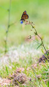 Preview wallpaper butterfly, insect, grasses, plant, macro