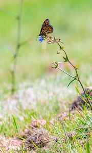 Preview wallpaper butterfly, insect, grasses, plant, macro