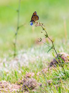 Preview wallpaper butterfly, insect, grasses, plant, macro