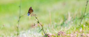 Preview wallpaper butterfly, insect, grasses, plant, macro