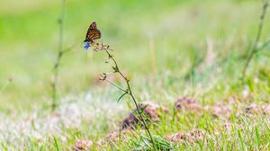 Preview wallpaper butterfly, insect, grasses, plant, macro