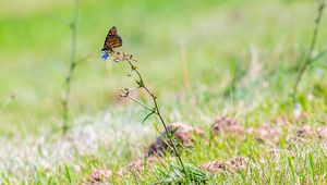 Preview wallpaper butterfly, insect, grasses, plant, macro