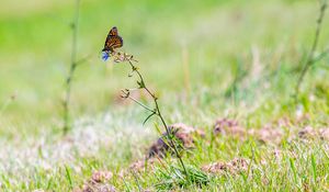 Preview wallpaper butterfly, insect, grasses, plant, macro