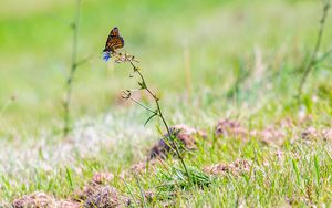 Preview wallpaper butterfly, insect, grasses, plant, macro