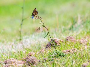 Preview wallpaper butterfly, insect, grasses, plant, macro