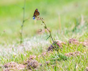 Preview wallpaper butterfly, insect, grasses, plant, macro