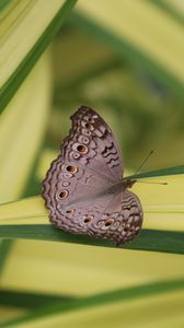 Preview wallpaper butterfly, insect, gray, macro