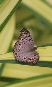 Preview wallpaper butterfly, insect, gray, macro