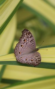 Preview wallpaper butterfly, insect, gray, macro