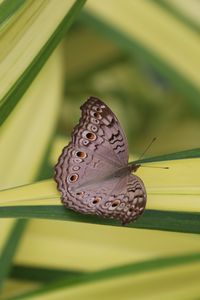 Preview wallpaper butterfly, insect, gray, macro