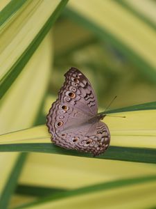 Preview wallpaper butterfly, insect, gray, macro