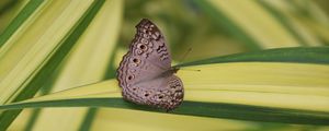 Preview wallpaper butterfly, insect, gray, macro