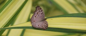 Preview wallpaper butterfly, insect, gray, macro