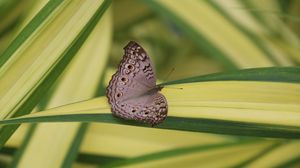 Preview wallpaper butterfly, insect, gray, macro