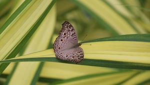 Preview wallpaper butterfly, insect, gray, macro