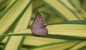 Preview wallpaper butterfly, insect, gray, macro