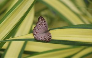 Preview wallpaper butterfly, insect, gray, macro