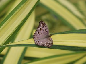 Preview wallpaper butterfly, insect, gray, macro