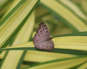 Preview wallpaper butterfly, insect, gray, macro