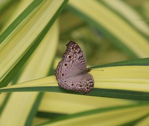 Preview wallpaper butterfly, insect, gray, macro