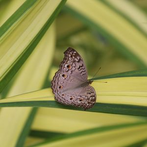 Preview wallpaper butterfly, insect, gray, macro