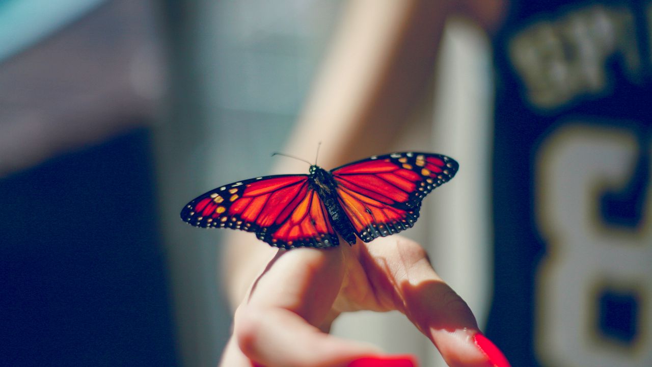 Wallpaper butterfly, insect, hand