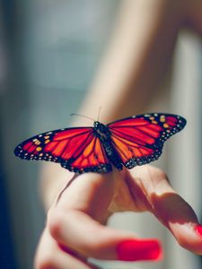 Preview wallpaper butterfly, insect, hand