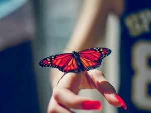 Preview wallpaper butterfly, insect, hand