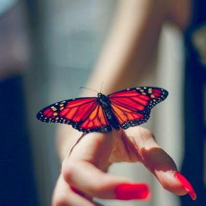 Preview wallpaper butterfly, insect, hand