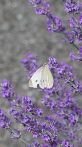Preview wallpaper butterfly, insect, lavender, flowers, branches, macro
