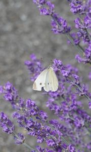 Preview wallpaper butterfly, insect, lavender, flowers, branches, macro