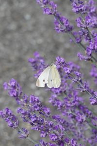 Preview wallpaper butterfly, insect, lavender, flowers, branches, macro