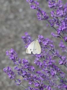 Preview wallpaper butterfly, insect, lavender, flowers, branches, macro