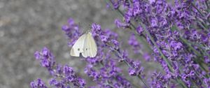 Preview wallpaper butterfly, insect, lavender, flowers, branches, macro